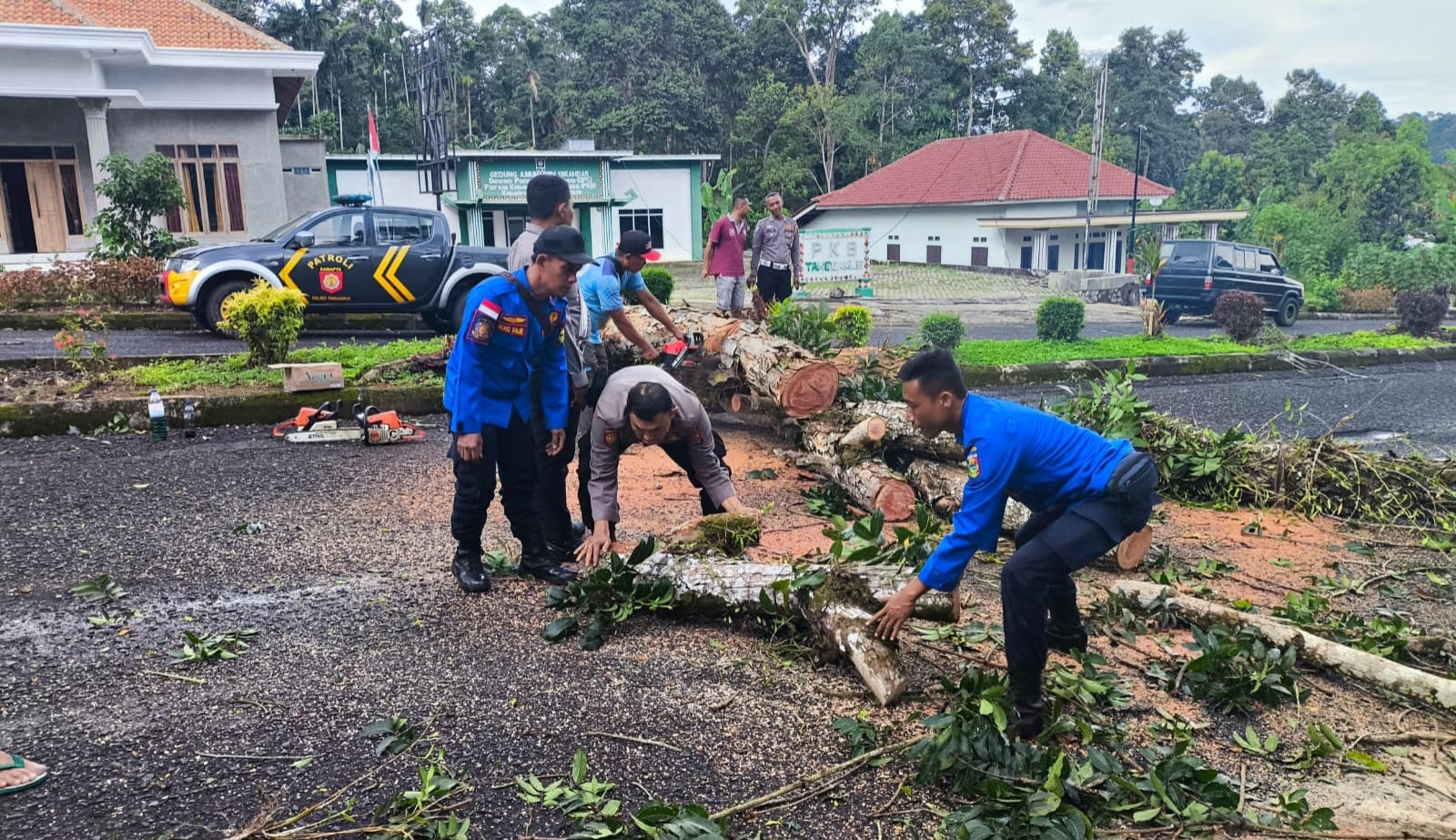 pohon tumbang tanggamus