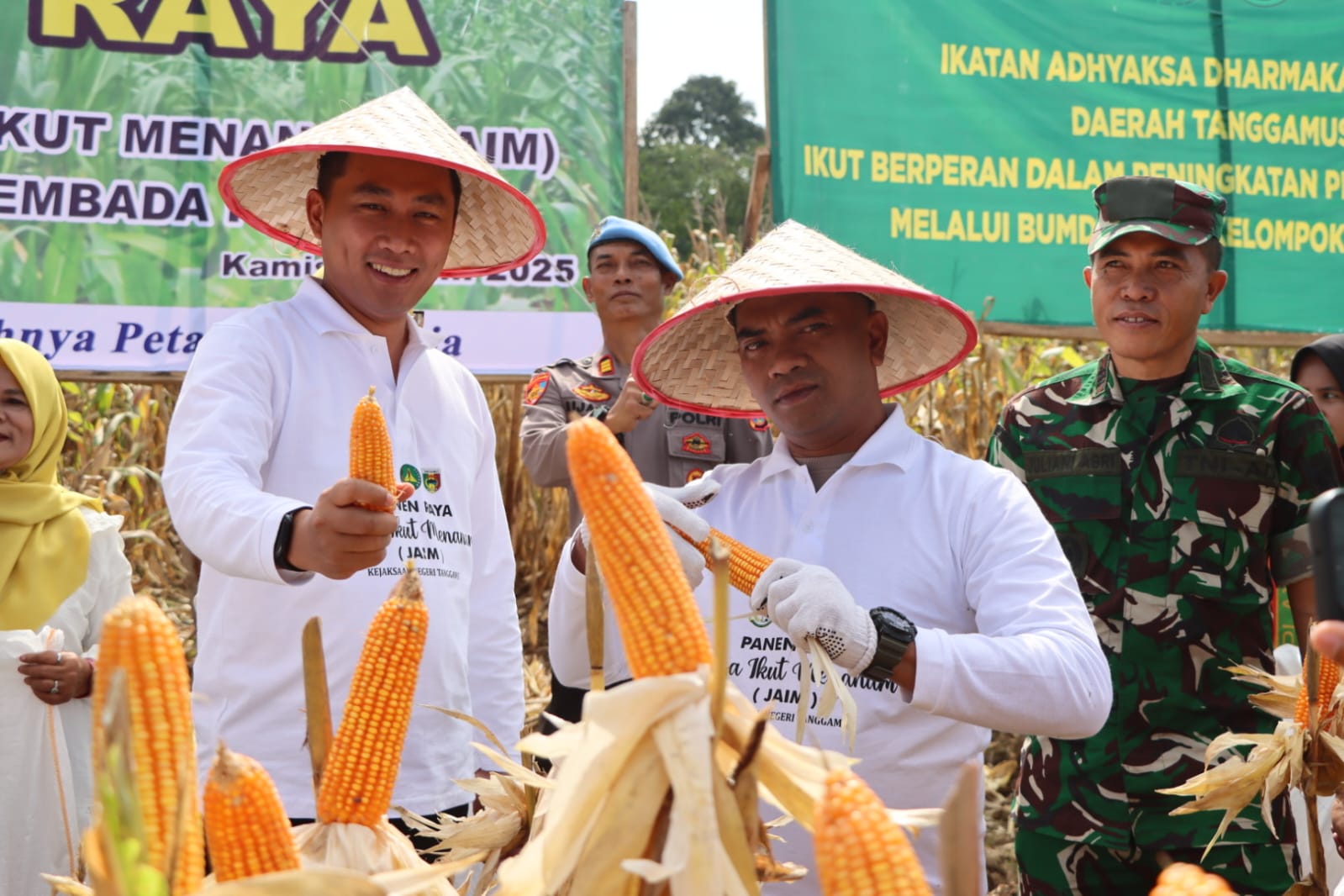 panen raya jagung