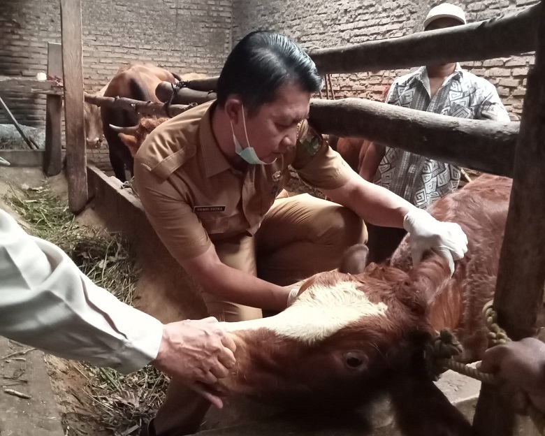 dinas peternakan tanggamus