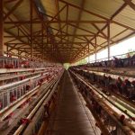 peternakan ayam lentera tanggamus