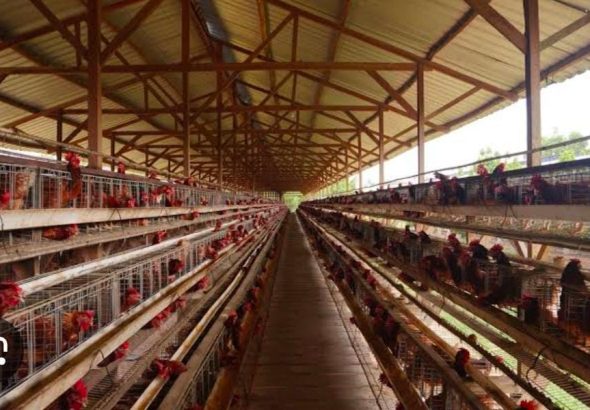 peternakan ayam lentera tanggamus
