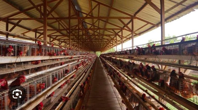 peternakan ayam lentera tanggamus